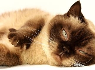 calmer un chat